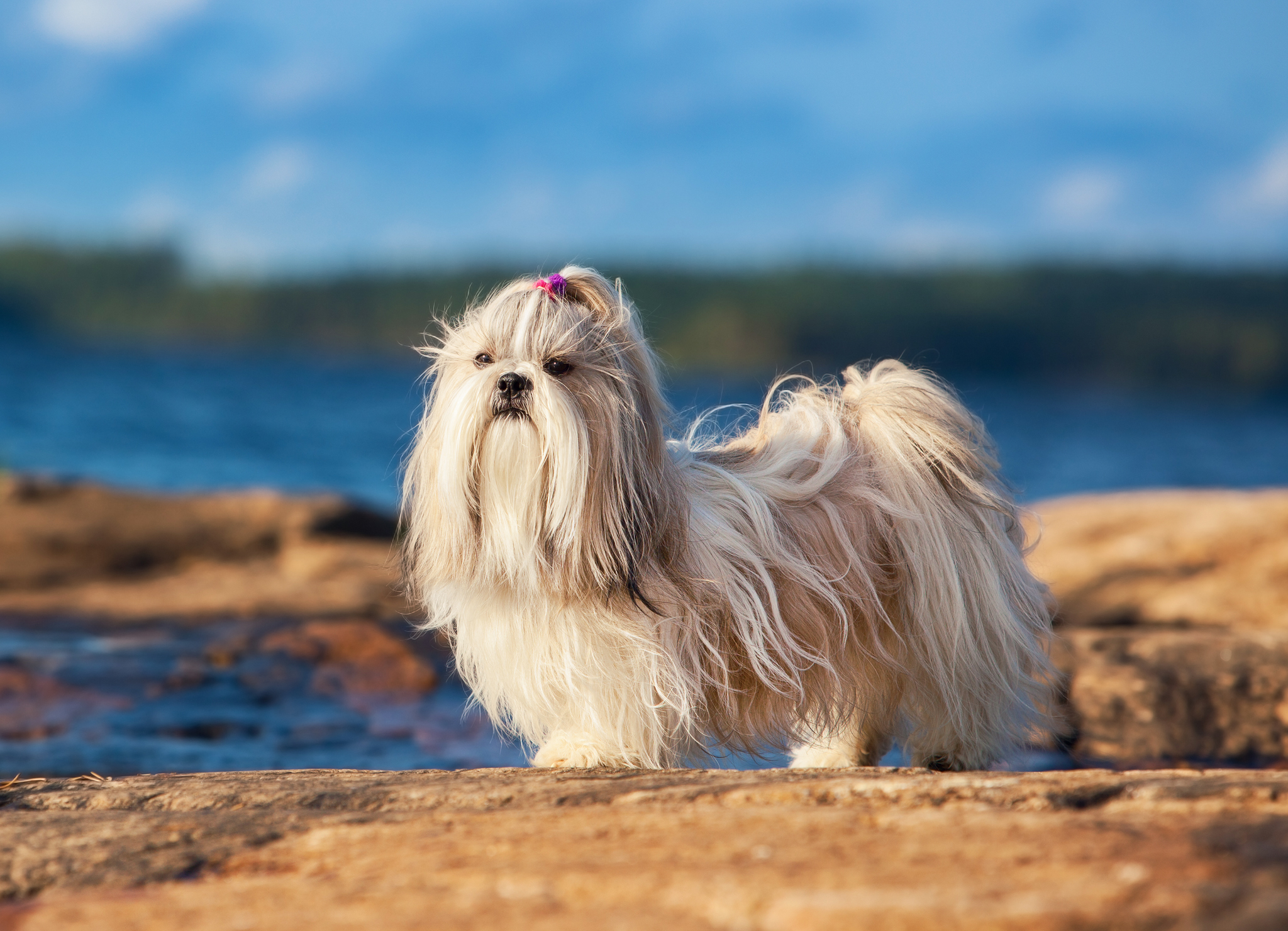 Собаки цієї породи полюбляють увагу і спілкування / Фото Stores.royal-canin Собаки цієї породи полюбляють увагу і спілкування / Фото Stores.royal-canin